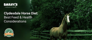 Clydesdale Horse Diet: Best Feed & Health Considerations - beautiful chestnut horse with a white blaze standing in a - Bailey's CBD featured banner