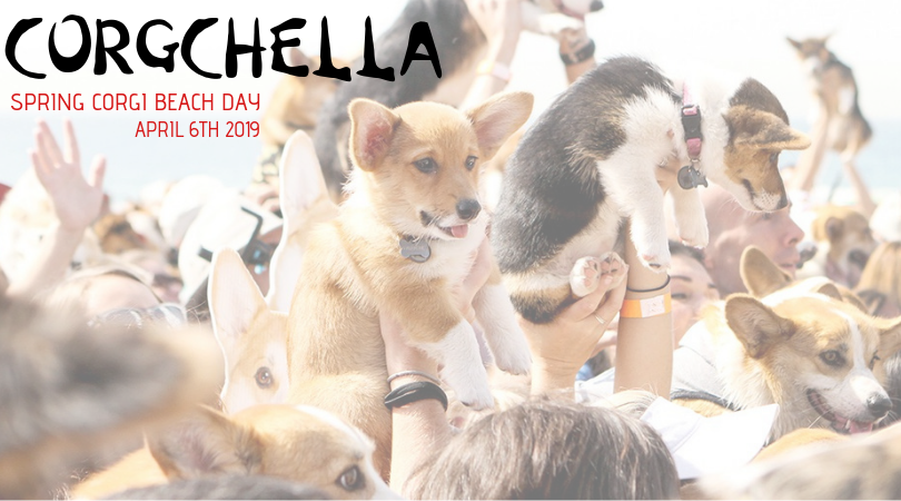 Corgchella 2019 Is Almost Here!