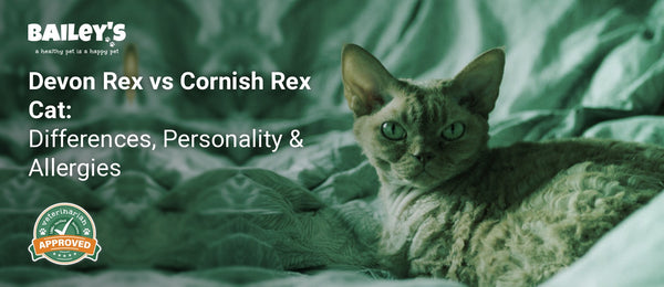 Devon Rex vs Cornish Rex Cat: Differences, Personality & Allergies - Bailey's CBD featured banner