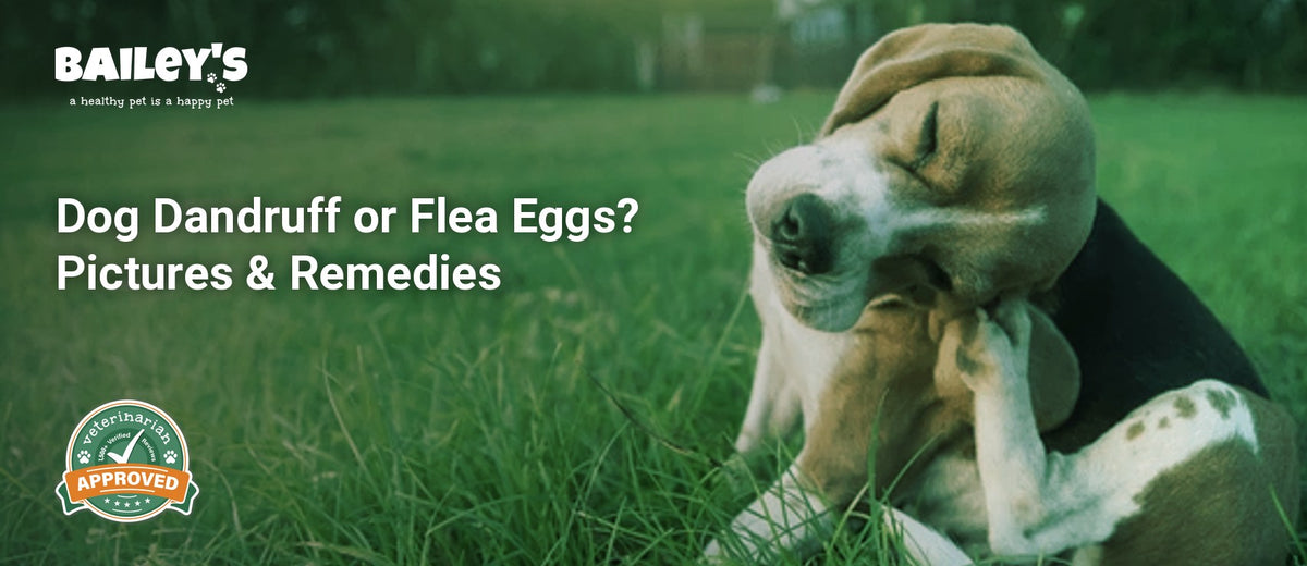 Dog Dandruff or Flea Eggs? Pictures & Remedies - a dog scratching its ears - Bailey's CBD featured banner