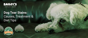 Dog Tear Stains: Causes, Treatment & Diet Tips - a small white dog with curly fur lies on a brown leather couch - Bailey's CBD featured banner