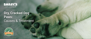Dry, Cracked Dog Paws: Causes & Treatment - close up of a dog s paw pad showing dry cracked skin - Bailey's CBD featured banner