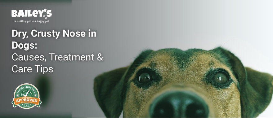 Dry, Crusty Nose in Dogs: Causes, Treatment & Care Tips - a dog s nose - Bailey's CBD featured banner