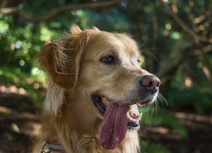 Stay Cool: 7 Warning Signs of Heat Stroke in Dogs Every Pet Parent Should Know