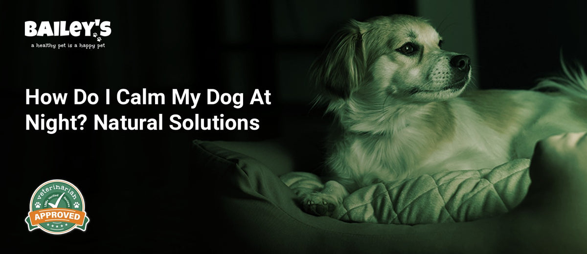 How Do I Calm My Dog At Night? Natural Solutions - a small dog rests alertly in a cozy bed gazing toward a - Bailey's CBD featured banner