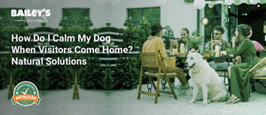 How Do I Calm My Dog When Visitors Come Home? Natural Solutions - Bailey's CBD featured banner