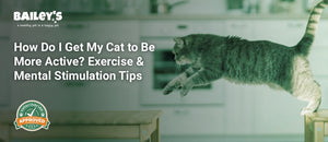 How Do I Get My Cat to Be More Active? Exercise & Mental Stimulation Tips - gray cat jumping between two wooden stools - Bailey's CBD featured banner