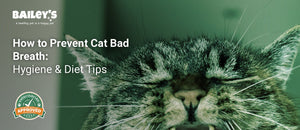 How to Prevent Cat Bad Breath: Hygiene & Diet Tips - a cat yawning showing its teeth and mouth - Bailey's CBD featured banner