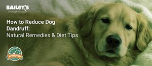 How to Reduce Dog Dandruff: Natural Remedies & Diet Tips - a golden retriever with fluffy fur lying on a cream colored - Bailey's CBD featured banner