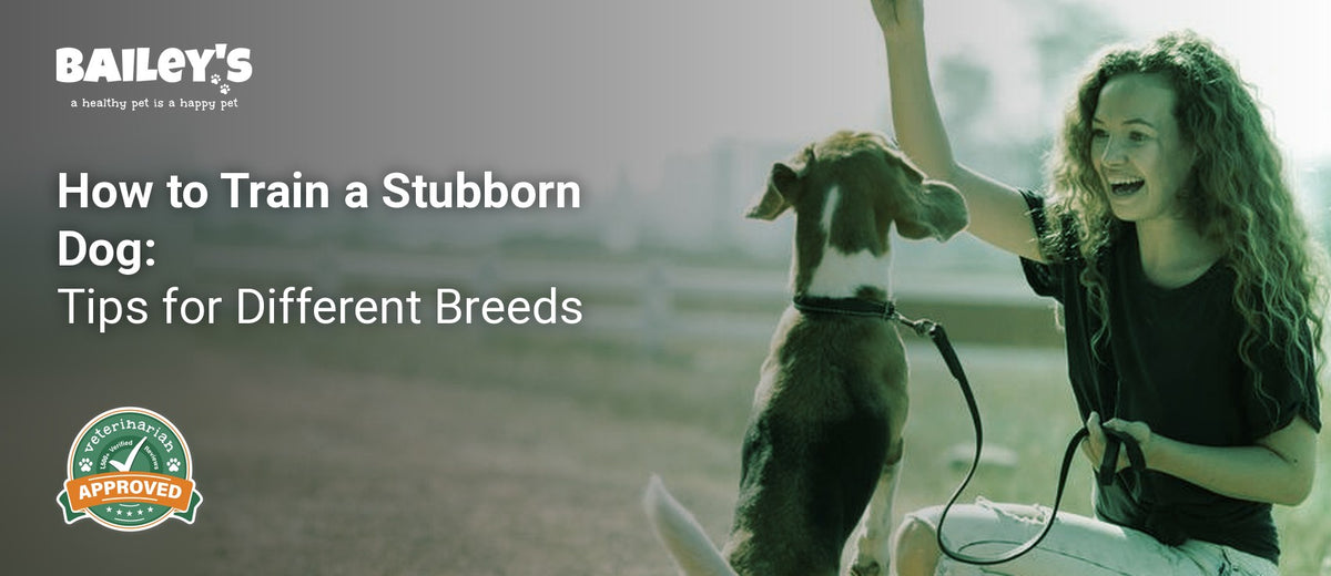 How to Train a Stubborn Dog: Tips for Different Breeds - how to Train a Stubborn Dog Tips for Different Breeds - Bailey's CBD featured banner