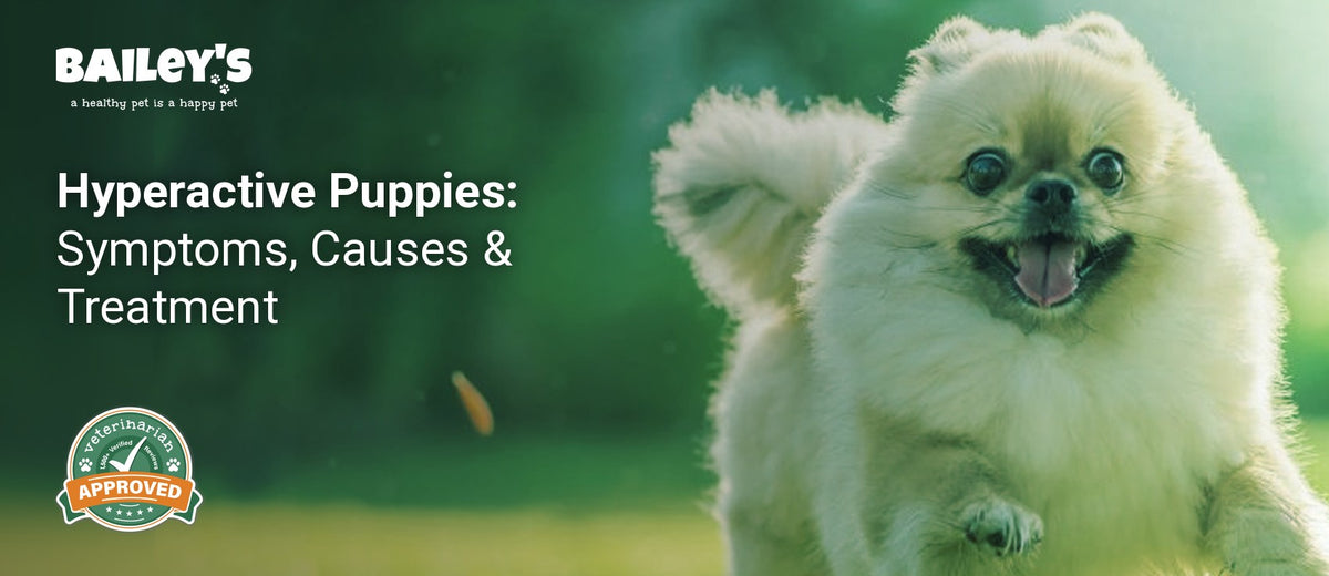 Hyperactive Puppies: Symptoms, Causes & Treatment - an energetic dog with wide eyes running in a green field - Bailey's CBD featured banner