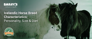 Icelandic Horse Breed Characteristics: Personality, Size & Diet - icelandic horses cuddling in a snow field - Bailey's CBD featured banner