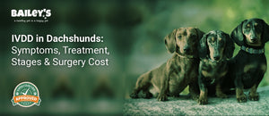 IVDD in Dachshunds: Symptoms, Treatment, Stages & Surgery Cost - three Dachshunds - Bailey's CBD featured banner
