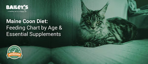Maine Coon Diet: Feeding Chart by Age & Essential Supplements - Bailey's CBD featured banner