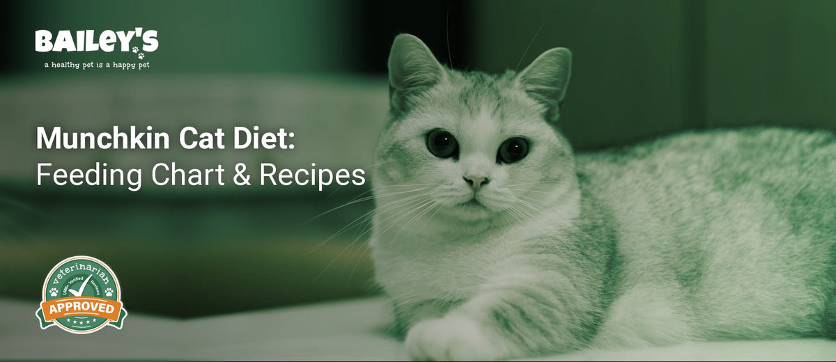 Munchkin Cat Diet: Feeding Chart & Recipes - a gray and white Munchkin cat laying on top of a bed - Bailey's CBD featured banner