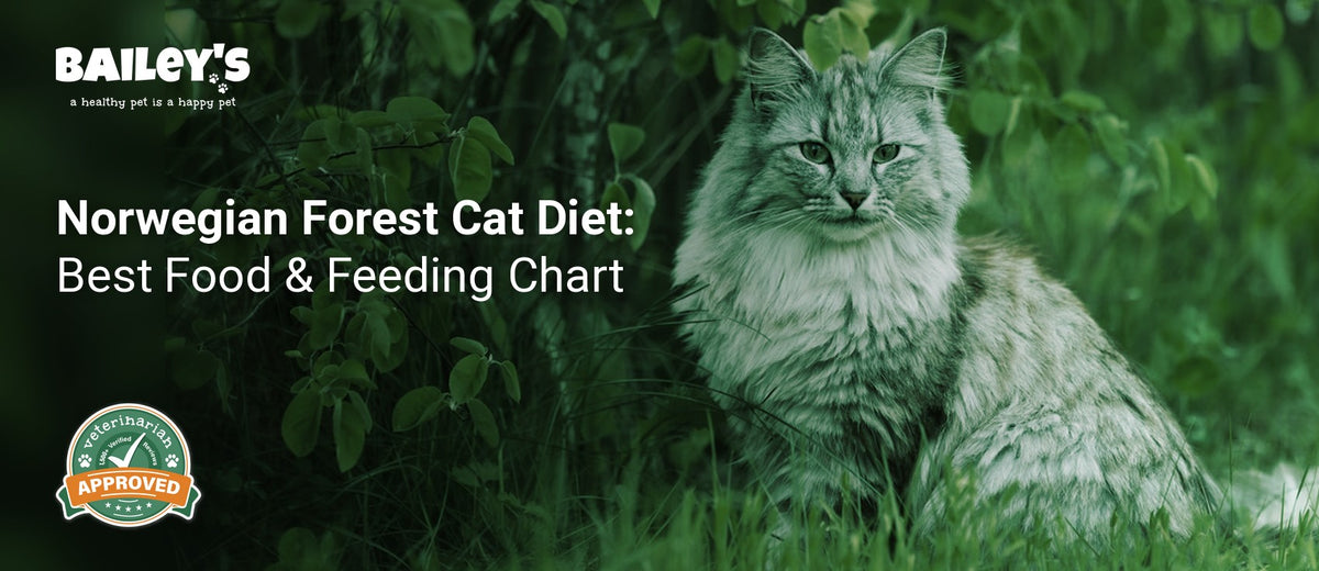 Norwegian Forest Cat Diet: Best Food & Feeding Chart - norwegian forest cat with long thick fur sitting outdoors - Bailey's CBD featured banner