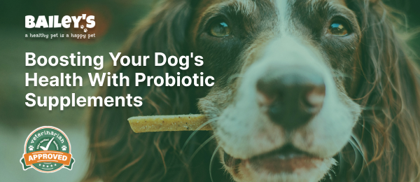 A happy dog enjoying a nutritious probiotic treat, promoting gut health and overall well-being.