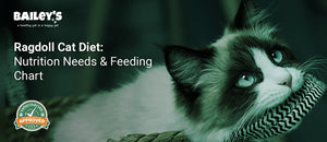 Ragdoll Cat Diet: Nutrition Needs & Feeding Chart - ragdoll cat sitting in a basket - Bailey's CBD featured banner