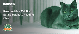 Russian Blue Cat Diet: Eating Habits & Feeding Chart - a Russian blue cat - Bailey's CBD featured banner