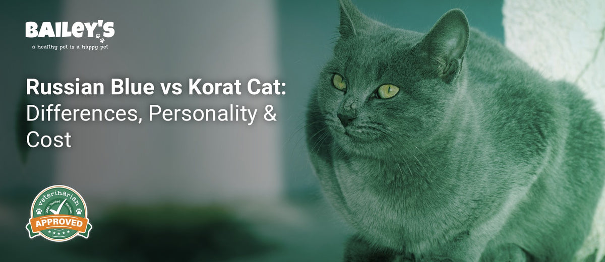 Russian Blue vs Korat Cat: Differences, Personality & Cost - elegant Russian Blue cat with striking green eyes and - Bailey's CBD featured banner