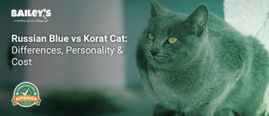 Russian Blue vs Korat Cat: Differences, Personality & Cost - elegant Russian Blue cat with striking green eyes and - Bailey's CBD featured banner