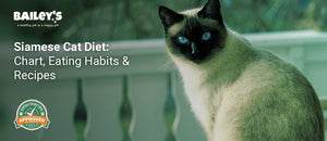 Siamese Cat Diet: Chart, Eating Habits & Recipes - Bailey's CBD featured banner