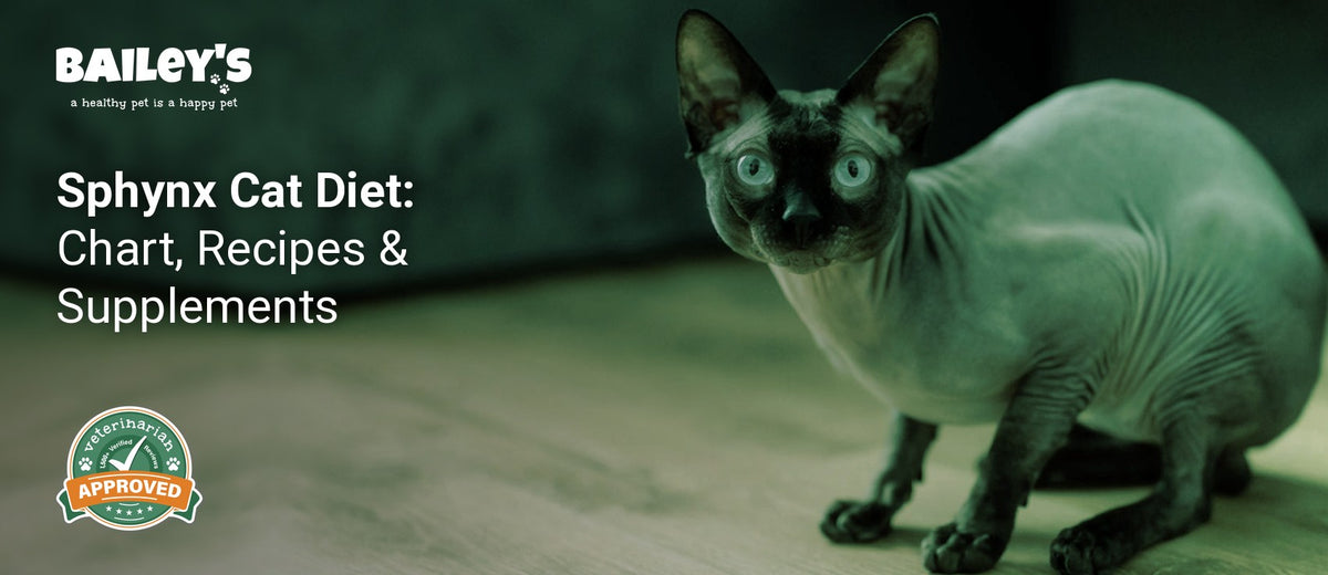 Sphynx Cat Diet: Chart, Recipes & Supplements - a sphynx cat - Bailey's CBD featured banner
