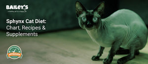 Sphynx Cat Diet: Chart, Recipes & Supplements - a sphynx cat - Bailey's CBD featured banner