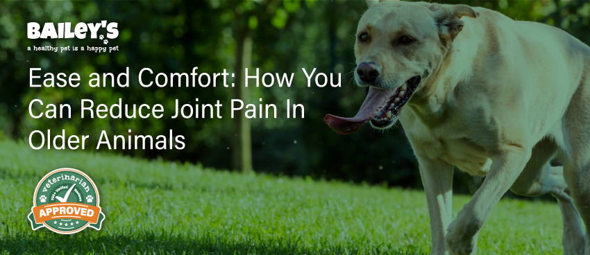 Ease and Comfort: How You Can Reduce Joint Pain In Older Animals