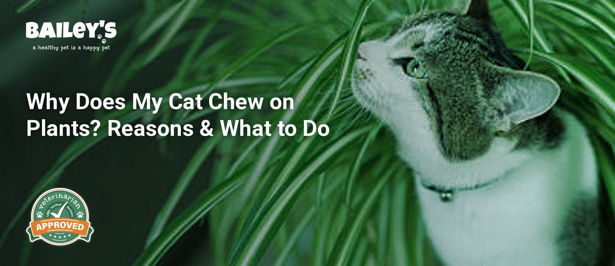 Why Does My Cat Chew on Plants? Reasons & What to Do - cat peeking out from a plant on a table - Bailey's CBD featured banner