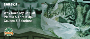 Why Does My Cat Eat Plastic & Throw Up? Causes & Solutions - a curious tabby cat investigates the contents of a plastic - Bailey's CBD featured banner