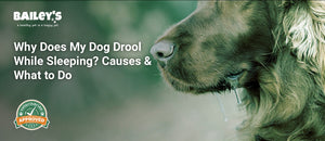 Why Does My Dog Drool While Sleeping? Causes & What to Do - a dog drooling - Bailey's CBD featured banner