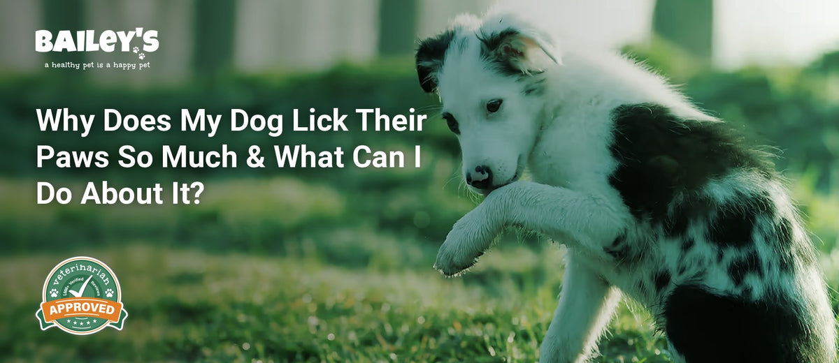 Why Does My Dog Lick Their Paws So Much & What Can I Do About It? - a young black and white dog sits on a grassy path - Bailey's CBD featured banner