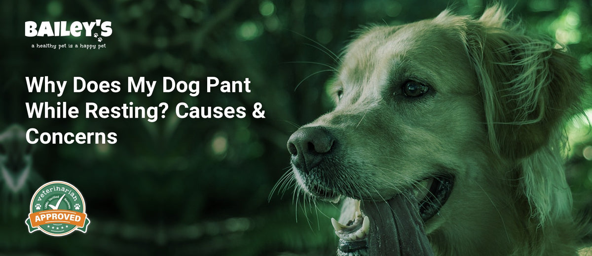 Why Does My Dog Pant While Resting? Causes & Concerns - a dog panting - Bailey's CBD featured banner