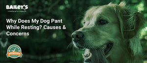 Why Does My Dog Pant While Resting? Causes & Concerns - a dog panting - Bailey's CBD featured banner