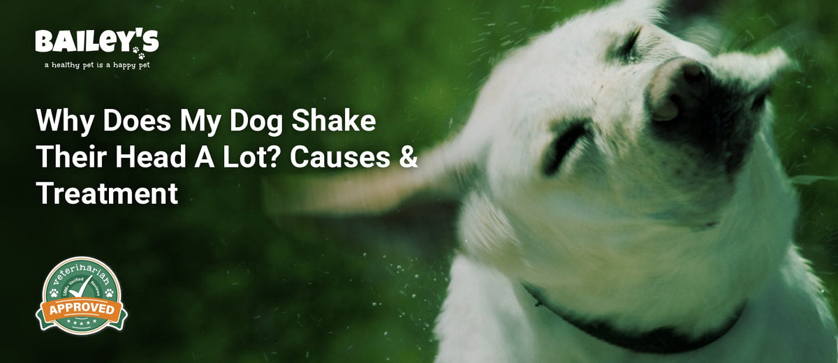 Why Does My Dog Shake Their Head A Lot? Causes & Treatment - a close up of a dog vigorously shaking its head - Bailey's CBD featured banner