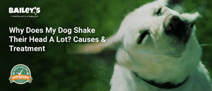 Why Does My Dog Shake Their Head A Lot? Causes & Treatment - a close up of a dog vigorously shaking its head - Bailey's CBD featured banner