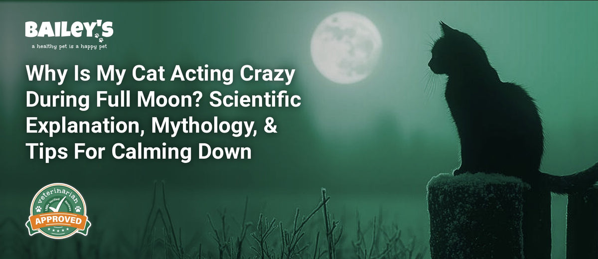 Why Is My Cat Acting Crazy During Full Moon? Scientific Explanation, Mythology, & Tips For Calming Down - Bailey's CBD featured banner
