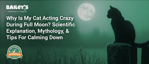 Why Is My Cat Acting Crazy During Full Moon? Scientific Explanation, Mythology, & Tips For Calming Down - Bailey's CBD featured banner