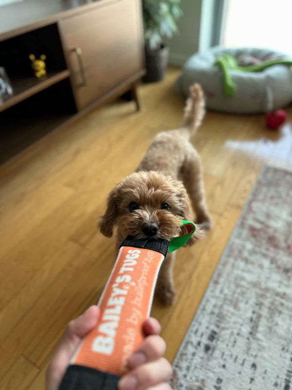 Bailey's Interactive Tug Toy for Dogs