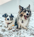 Photo from @thespottedcorgisofstl Instagram of Two exotic corgi dogs posed with Bailey’s Calming CBD Oil For Dogs while looking relaxed and calm sitting in the winter snow. 