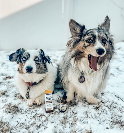 Photo from @thespottedcorgisofstl Instagram of Two exotic corgi dogs posed with Bailey’s Calming CBD Oil For Dogs while looking relaxed and calm sitting in the winter snow. 