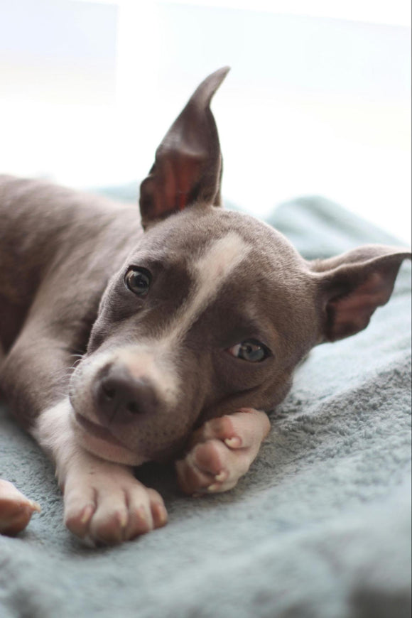  A blue and white pit bull terrier puppy laying on a light blanket.