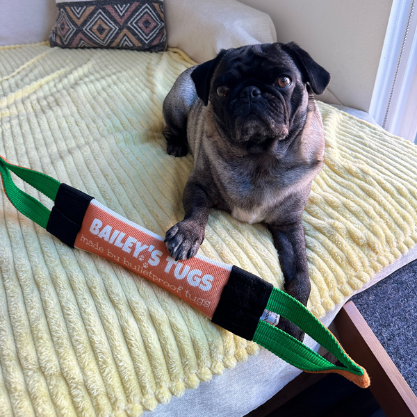 Bailey's Interactive Tug Toy for Dogs product image featuring Bertha the Pug playing with the durable tug toy, made from fire hose material. Ideal for tugging and fetching.