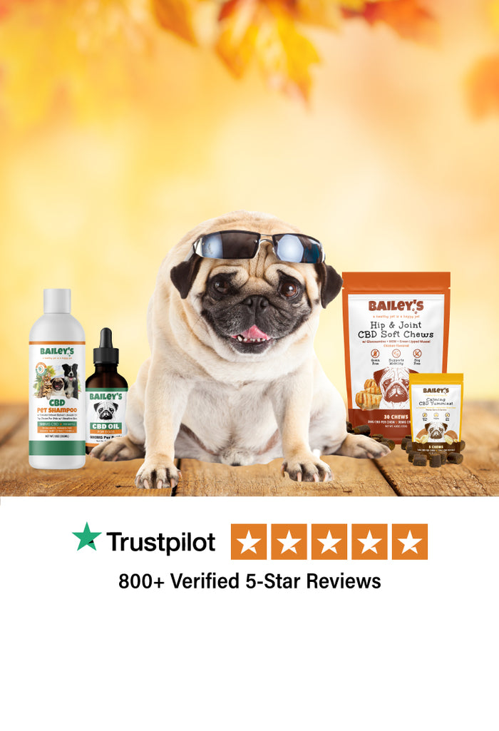 Bailey the pug sitting with Bailey's CBD For Pets products - Homepage Mobile View Banner Image