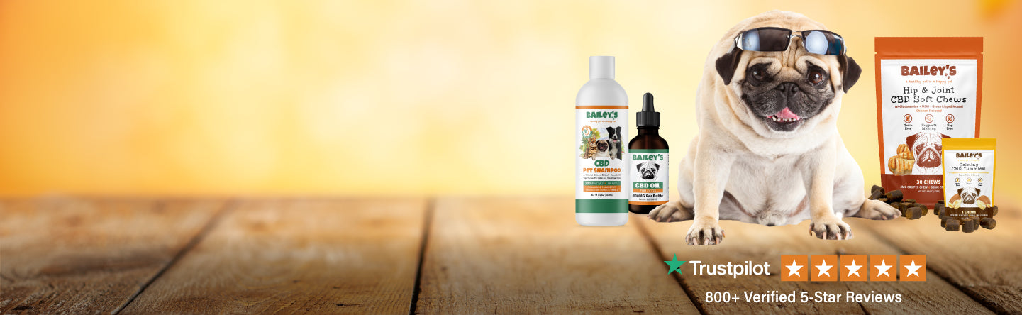 Baileys the pug sitting with CBD For Pets products - Homepage Desktop View Banner Image