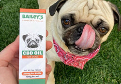 Bailey’s CBD For Dogs: The Best CBD Oil For Dogs In 2024 | Bailey's CBD