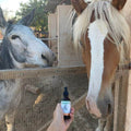 CBD Oil For Horses