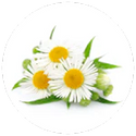 Chamomile (Matricaria Chamomilla) (25mg/chew)