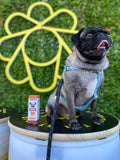Cute exotic pug dog posed sitting next to Bailey’s Hip & Joint CBD Oil For Dogs bottle while looking happy and cute. 